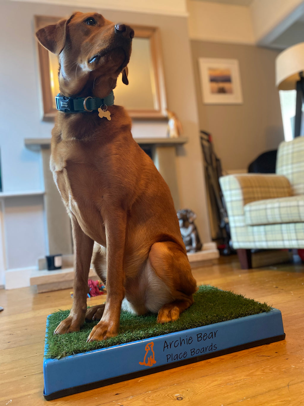 Archie Bear Place Board